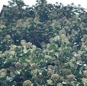 Hedera helix Arborescens - Heimischer Strauchefeu – Bild 14