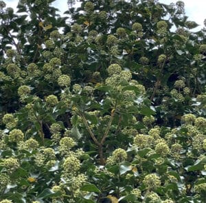 Hedera helix Arborescens - Heimischer Strauchefeu – Bild 13