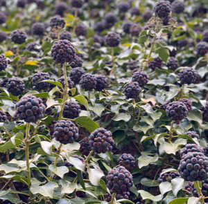 Hedera helix Arborescens - Heimischer Strauchefeu – Bild 10