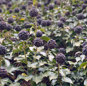 Hedera helix Arborescens - Heimischer Strauchefeu – Bild 5