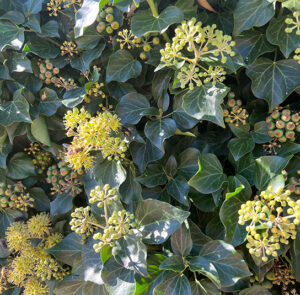 Hedera helix Arborescens - Heimischer Strauchefeu – Bild 19