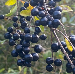 Ligustrum vulgare - Heimischer Liguster – Bild 2