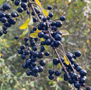 Ligustrum vulgare - Heimischer Liguster – Bild 3