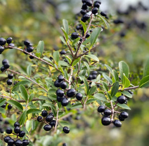 Ligustrum vulgare - Heimischer Liguster