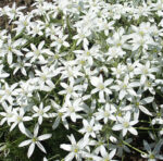 Ornithogalum umbellatum – Dolden-Milchstern (im Topf) – Bild 2