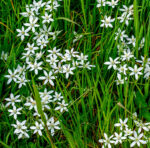Ornithogalum umbellatum – Dolden-Milchstern (im Topf) – Bild 4