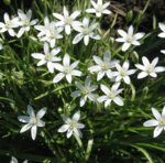Ornithogalum umbellatum – Dolden-Milchstern (im Topf) – Bild 3