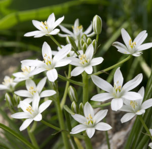 Ornithogalum umbellatum – Dolden-Milchstern (im Topf)