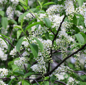 Prunus padus - Traubenkirsche – Bild 9