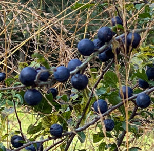 Prunus spinosa - Schlehdorn, Schlehe, Schwarzdorn – Bild 11