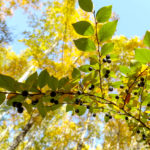 Rhamnus cathartica - Kreuzdorn