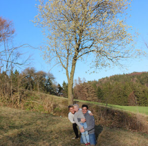 Salix caprea - Salweide, Palmkätzchen Wildform – Bild 7