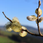 Salix caprea - Salweide, Palmkätzchen Wildform
