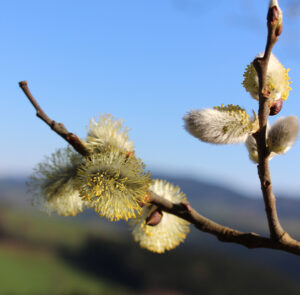 Salix caprea - Salweide, Palmkätzchen Wildform