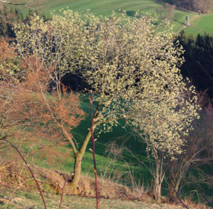 Salix caprea - Salweide, Palmkätzchen Wildform – Bild 5
