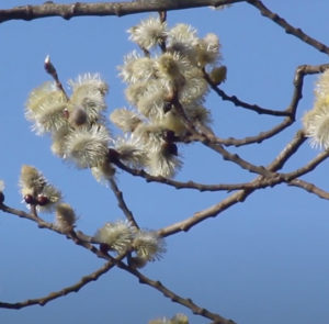 Salix caprea Salweide, Palmkätzchen Nordischer Garten Shop