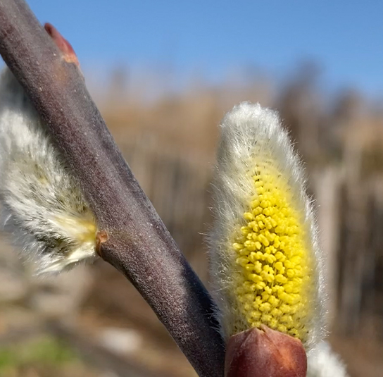 Salix caprea Salweide, Palmkätzchen Nordischer Garten Shop