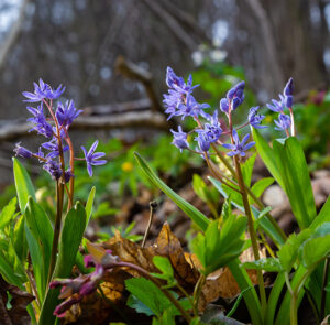 Zwiebel Scilla bifolia – Zweiblättriger Blaustern – Bild 3