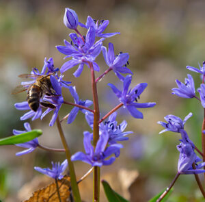 Zwiebel Scilla bifolia – Zweiblättriger Blaustern – Bild 2