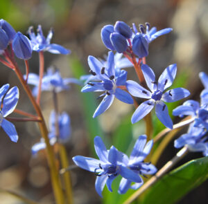 Zwiebel Scilla bifolia – Zweiblättriger Blaustern – Bild 4