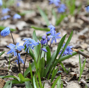 Zwiebel Scilla bifolia – Zweiblättriger Blaustern – Bild 5