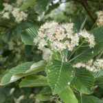 Sorbus aria - Mehlbeere