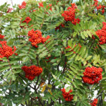 Sorbus aucuparia - Eberesche, Vogelbeere