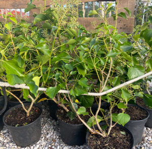 Hedera helix Arborescens - Heimischer Strauchefeu – Bild 6