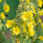 Verbascum phlomoides - Windblumen-Königskerze