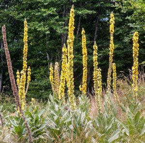 Verbascum phlomoides - Windblumen-Königskerze – Bild 2