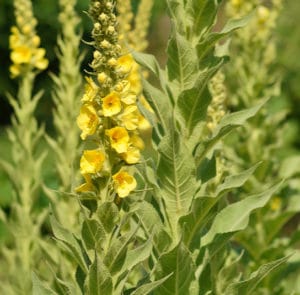 Verbascum phlomoides - Windblumen-Königskerze – Bild 3