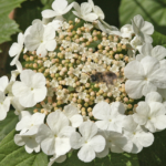 Viburnum opulus - Heimischer Schneeball