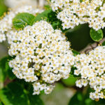 Viburnum lantana - Wolliger Schneeball