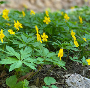 5 Stk. Anemone ranunculoides - Gelbes Buschwindröschen – Bild 5