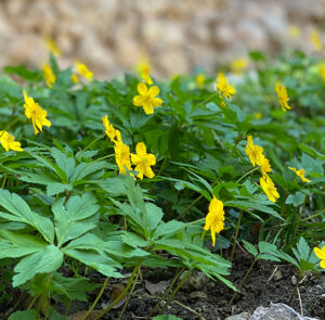 5 Stk. Anemone ranunculoides - Gelbes Buschwindröschen