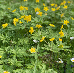 5 Stk. Anemone ranunculoides - Gelbes Buschwindröschen – Bild 3