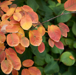 Amelanchier ovalis - Einheimische Felsenbirne – Bild 3