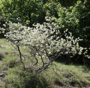 Amelanchier ovalis - Einheimische Felsenbirne – Bild 5