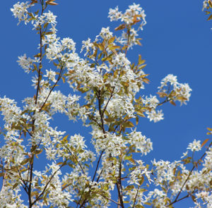 Amelanchier ovalis - Einheimische Felsenbirne – Bild 4