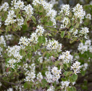 Amelanchier ovalis - Einheimische Felsenbirne – Bild 7
