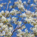 Amelanchier ovalis - Einheimische Felsenbirne