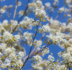 Amelanchier ovalis - Einheimische Felsenbirne