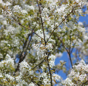 Amelanchier ovalis - Einheimische Felsenbirne – Bild 6