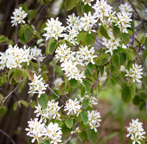 Amelanchier ovalis - Einheimische Felsenbirne – Bild 8