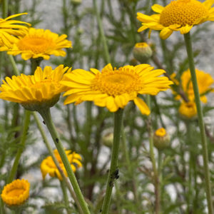 Anthemis tinctoria ( Frberkamille) Saatgut  Nordischer Garten Shop