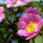 Rosa canina - Hundsrose