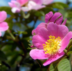 Rosa canina - Hundsrose