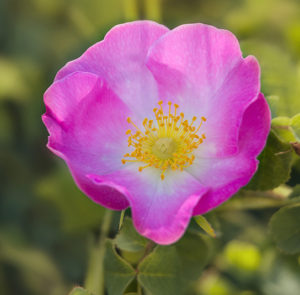 Rosa rubiginosa - Weinrose