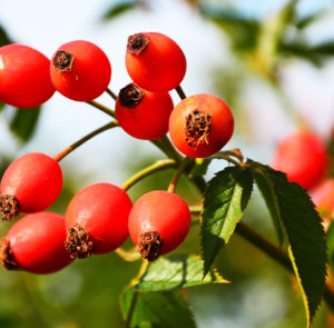 Rosa rubiginosa - Weinrose – Bild 2
