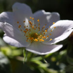Rosa tomentosa - Filzrose